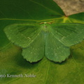 large emerald (Geometra papilionaria) Kenneth Noble